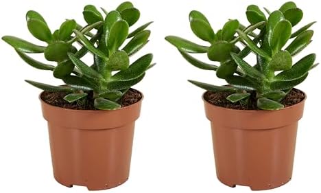 Bloomique - Lot de 2 - Crassula Ovata Arbre Magique - Plante de J...