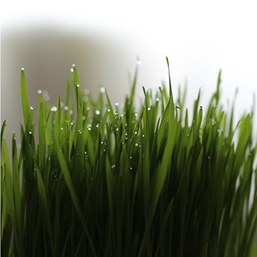 Mähroboter für Faule