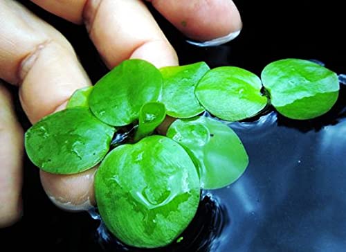 Amazon Frogbit Aquarium Plant Limnobium Laevigatum Floating Pond Plant 3 Piece