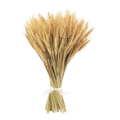 XHYASD 100 peças espigões de trigo secos, 40 cm flores de trigo seco naturais ramo de trigo decorativo para casa casamento festa mesa lareira copo