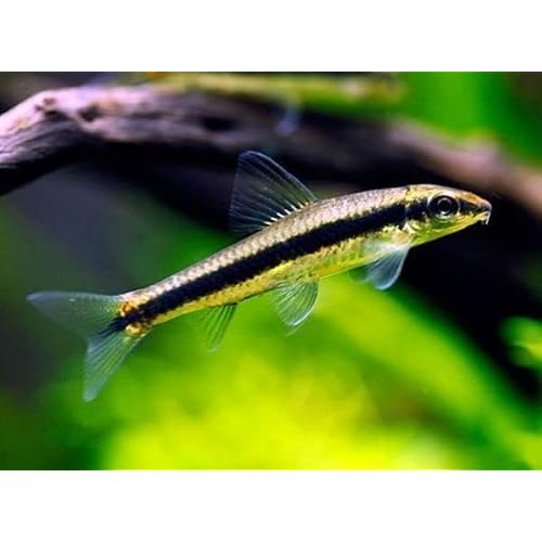 Otocinclus Catfish Pack for Aquariums