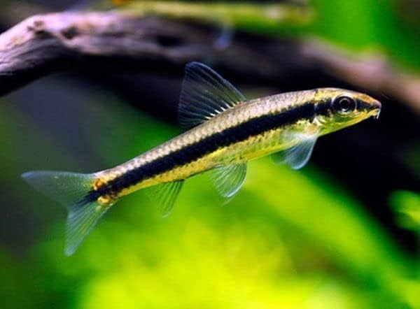 Swimming Creatures Otocinclus Catfish (Otocinclus macrospilus) 1-1.5' Freshwater Aquarium Catfish...