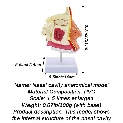 Modèle d'anatomie nasale et cavité humaine avec os externes du nez - 6