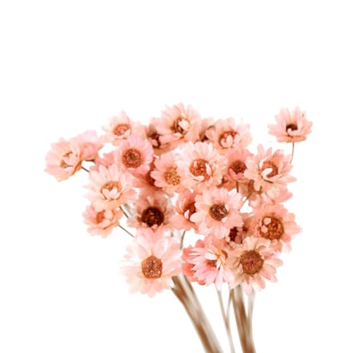 HOMOCONO Preservadas Diseño Adorable 30 Flores Secas Delicadas y Alivio de Fatiga Ocular para en Oficina
