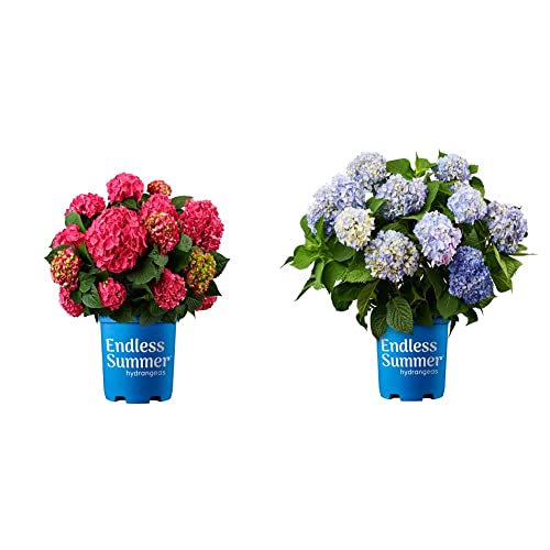 2 Gal. Summer Crush Hydrangea Shrub and Endless Summer Original Hydrangea, 1 Gal, Blue