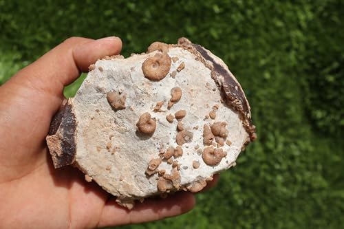 Douvilleiceras & Gastropods Plate Cretaceous Fossils Fossils from Morocco Fossil Rock Ammonites Fossil A202