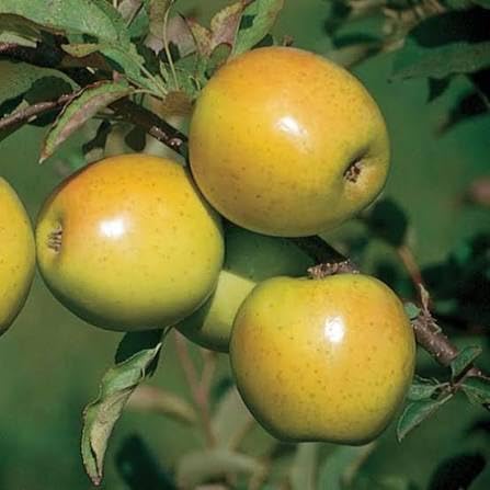 Gold Rush Yellow Apple Tree Live Fruit Plant with Bare Root, Self-Pollinating, Cold Hardy, Garden Ready, Sweet Golden Delicious