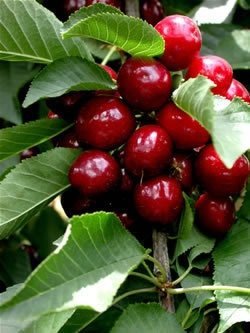 Lapins Cherry Tree - 2 Year Old