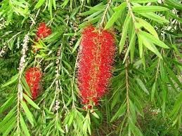 Plants Point Live Golden Bottle Brush Indoor/Outdoor Decorative Plant with Pot (B081NS58JS) Amazon Price History, Amazon Price Tracker