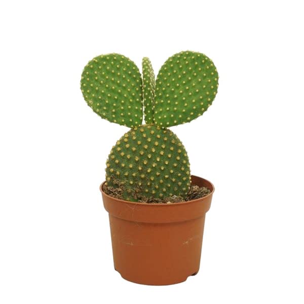 DECOALIVE Opuntia Microdasys Cactus Natural para Decorar el Hogar