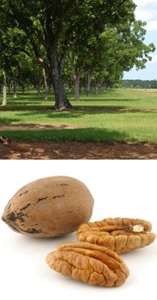 Brighter Blooms Pawnee Pecan Tree - Buckets of Nuts | Rigorous Grower | Cold Tolerant | No Shipping to AZ, CA, NM, TX (2-3 ft.)