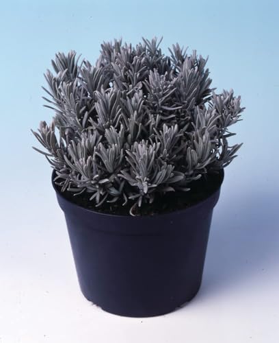 Image of FairyZone Live Wonderful All Season Purple Lavender Flower Tree Healthy Live Plant For Home Garden Outdoor Indoor plant With Black Plastic Pot (LIVE LEVENDER PLANT)