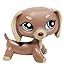 Duchshund #1647 Duchshund #1647