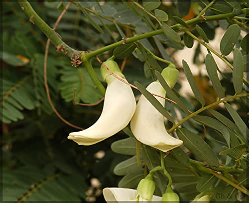 Our Seeds Agathi Keerai White Flower/Hummingbird Tree Seeds (Sesbania Grandiflora) (Pack Of 50+ Seeds) - Ourseeds