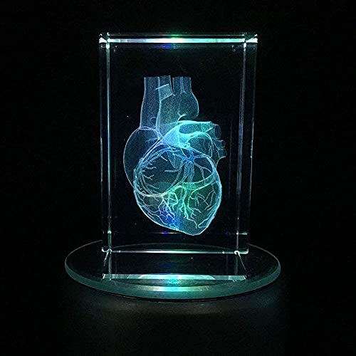Modèle d'enseignement d'anatomie de cœur humain 3D pour presse-papier de bureau - 6