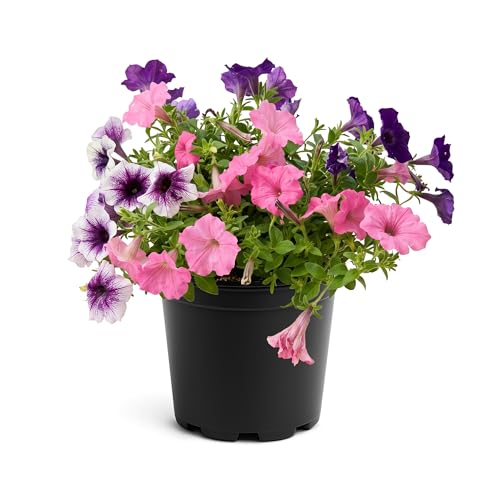 Live Supertunia Petunia - Blushing Beauty Color Combo Assorted Colors Sun Annual 12 Tall by 10 Wide in 3 Qt Pot