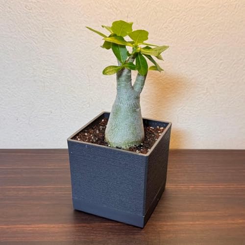 アデニウム 鉢」の人気商品一覧 | 安い商品を通販サイトから探す