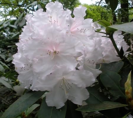 90 pièces de graines de fleurs de rhododendron