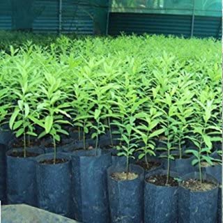 White chandan plant/white sandlewood tree live plant of pack 1 (B0CMR43BSB) Amazon Price History, Amazon Price Tracker