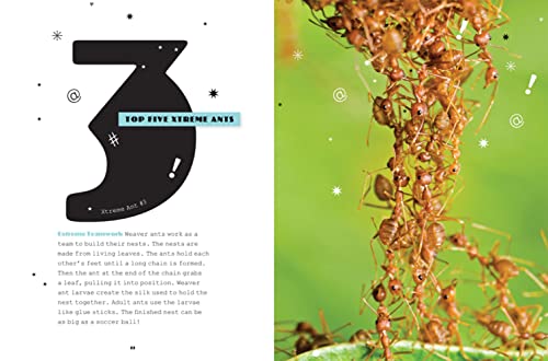 Ants 1608189872 Book Cover