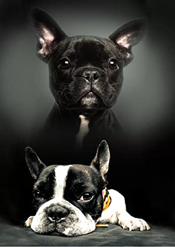 Javoli Französische Bulldogge, Schwarz, Fleecedecke, klein, 140 cm, weich