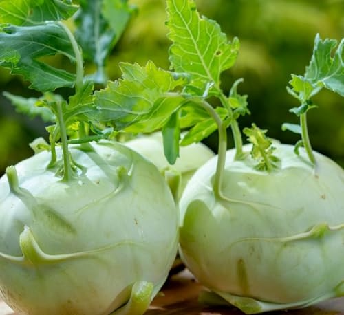 Giant White Kohlrabi Seeds for Planting - Plant & Grow 300 Heirloom Kohlrabi Seeds Home Outdoor Garden - Great Gardening Gift, 1 Packet