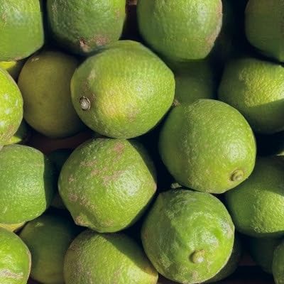 (防腐剤・ワックス不使用)愛媛県産「訳あり」グリーンレモン 4kg(C70-53)