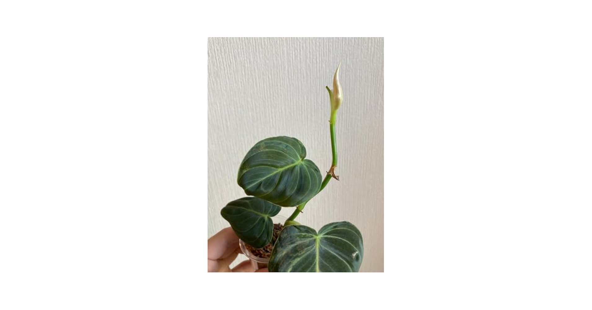 Amazon.co.jp: 観葉植物 フィロデンドロン ミカンス 斑入り