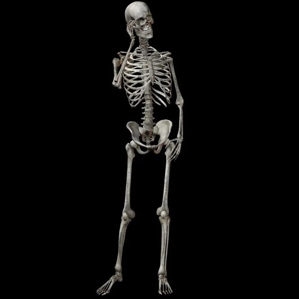 Scheletro umano 90 cm - anatomia scheletrica per decorazione di Halloween, modello di apprendimento medico con articolazioni mobili, riproduzione di scheletro in plastica con supporto