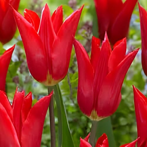 5 Tulipa Istanbul Bulbs – Exotic Bright Red Tulips for Spring Bloom – Hardy Perennials Suited to UK Weather – Gorgeous Cut Flowers for Garden and Vase