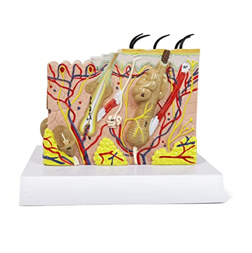 Image of Human Anatomy Skin Model, 35X, with Hair, with Teaching Manual | Benilev Skin Anatomy Model, Suitable For Anatomy Study, Education And Teaching Demonstration, Ideal For Medical Students