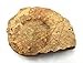 Prionocyclus Ammonite Fossil Cretaceous Wyoming16772