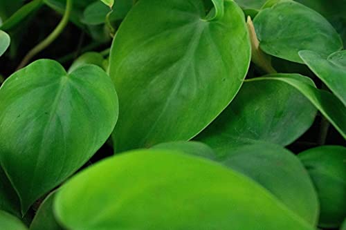 Trailing Combi Pack | Scanden, Gouden, Brasil - Afbeelding 4