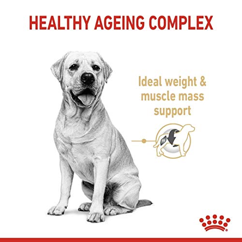ROYAL CANIN Labrador Retriever Adult 5+ - 12 kg