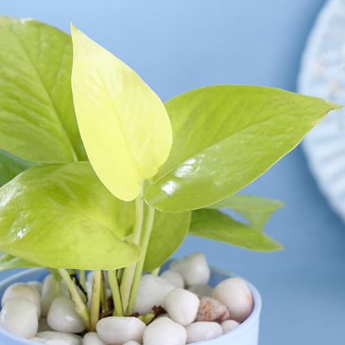 Image of FlowerAura Air Purify Live Indoor Lucky Golden Money Plant In Blue Self Watering Pot For Living Room, Balcony, Home /Office Decor | Premium Gifting | Improving Air Quality | Reducing Stress