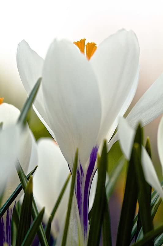 Image of IMP. Saffron | Crocus Excellent Quality Flower Bulbs for Attractive Aromatic Flowers Home Outdoor Gardening Plants Flowering Bulbs (pack of 12, Jeanne d'Arc)