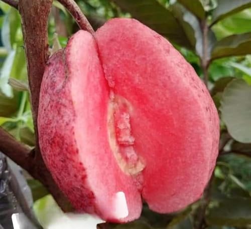 CPEYARE Japanese Red Guava Tree - Live Plant (1-2 ft) | Fruits in 2-3 Years | Delicious & Exotic Guava