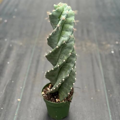 Spiral Cactus Live Plant | Spiralis Cacti Cuttings Houseplant | Indoor House Plants Home Decor | Succulent Houseplants Outdoor Gardens Gifts (Heat Pack Included)