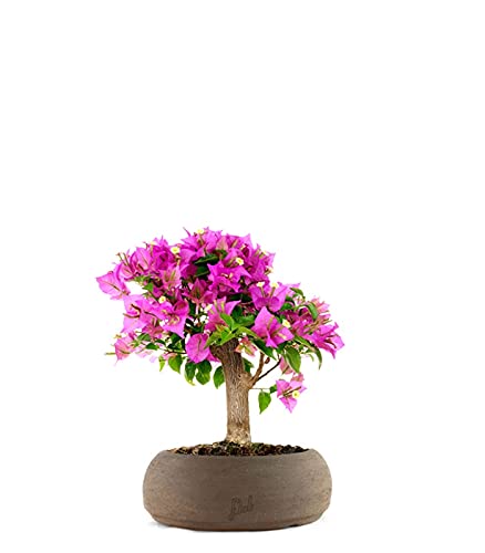 Bouganville Bonsai Altezza 35 cm, Pianta Vera, Pianta da Esterno, Esposizione Soleggiata, Vaso Artigianale in Terracotta - Marrone