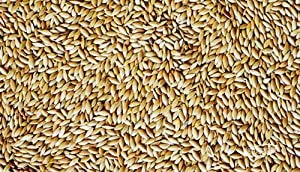 Bird Store Imported Canary Seeds 2KG, Adult, bird
