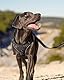 Joytale Hundegeschirr mittelgroße Hunde, reflektierendes Geschirr Hund,luftdurchlässige Hundegeschirr, verstellbares Brustgeschirr mit Griff beim Führen und Training, Schwarz, M