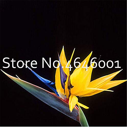. 100 Pz Strelitzia Bonsai Garden Perenni Fiore Uccello del Paradiso Strelitzia piante giardino le fiore decorativo Bonsai: 19: Only Seeds - Afbeelding 5