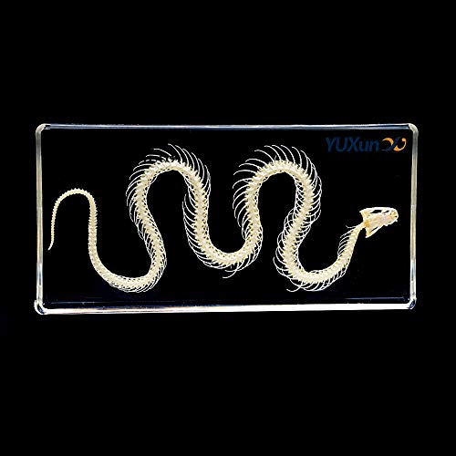 Real Snake Skeleton Animal Specimen in Acrylic Block Paperweights Science Classroom Specimens for Science Education