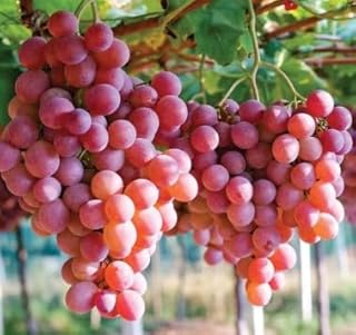 شتلات فاكهة العنب المميزة - شتلات مطعومة جاهزة علي الزراعة والاثمار (فيومي)