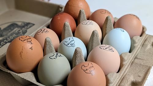 12ct Multiple Breed Chicken Hatching Eggs-NPIP Certified/AI Clean-BYM Read Full Description