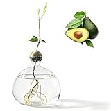 vaso vetro alto 150 cm 【Manutenzione pratica del vostro vaso per avocado】 Basta posizionare il seme di avocado preparato in questo robusto vaso di vetro, riempirlo d’acqua e collocarlo in un luogo luminoso. Perfetto per le piante di terrario e la coltivazione di diverse piante in vetro. Descrizione del prodotto : Vetro per germinazione di avocado – Vaso idroponico per coltivazione da seme