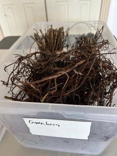 Large Pixwell Gooseberry - 10 Bare Root Plants - Bare Root Fruit Plants - Easily Grow, Perfect for Your Home Garden.