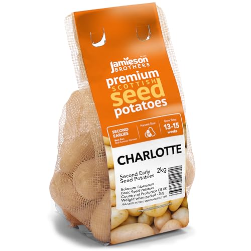Jamieson Brothers 2kg Charlotte Seed Potatoes JBA Second Early Grow Your Own Spuds for Salads Mashing & Boiling Scottish-Grown & Ready to Plant at Home in Gardens Patios in Pots & Allotments
