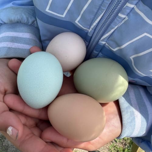 6 Fertile Chicken Hatching Eggs - Ready to hatch in just 21 days - Acostas Farm