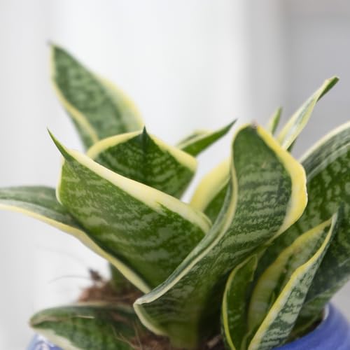 ϗtA TZxA Xp[onj[ 3 1 Sansevieria eSuperba Honeyf ͂Ȃ݂ǂ